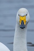 DPPhotography - Iceland - Whooper swan - L