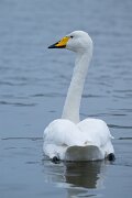 DPPhotography - Iceland - Whooper swan - N