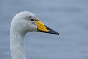 DPPhotography - Iceland - Whooper swan - Q