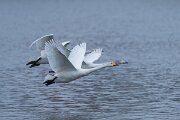 DPPhotography - Iceland - Whooper swan - R