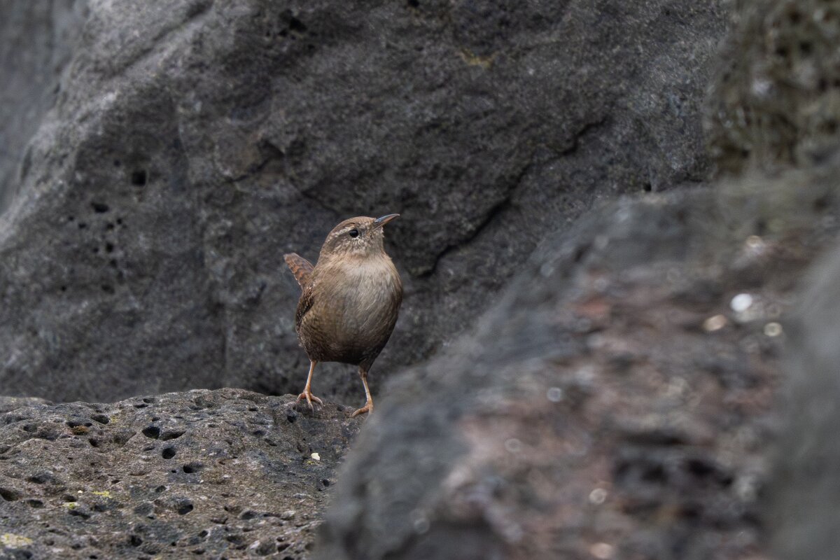 DPPhotography - Iceland - Wren - A.jpg - Wren - Garður Old Lighthouse