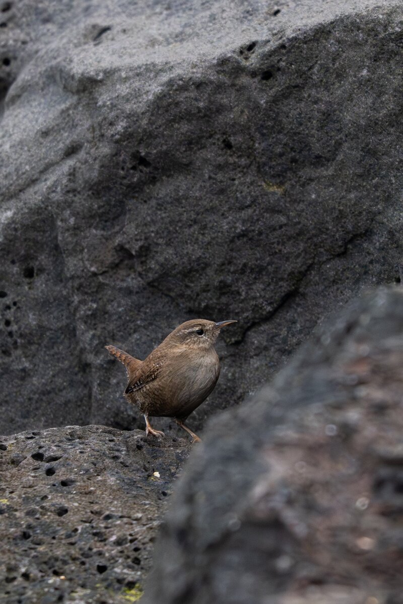 DPPhotography - Iceland - Wren - B.jpg - Wren - Garður Old Lighthouse