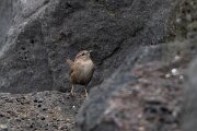 DPPhotography - Iceland - Wren - A