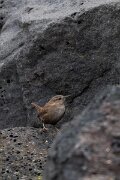 DPPhotography - Iceland - Wren - B