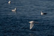 Iceland gull