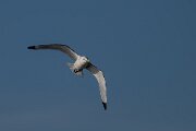 Kittiwake