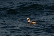 Long-tailed duck