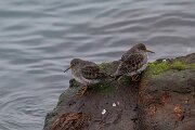 Purple sandpiper