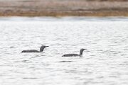 Red-throated diver