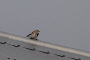 Snow bunting