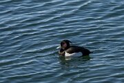 Tufted duck