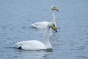 Whooper swan