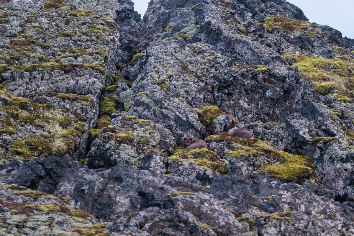DPPhotography - Iceland - Arctic fox - B.jpg - Arctic fox - Skarðsvík Beach