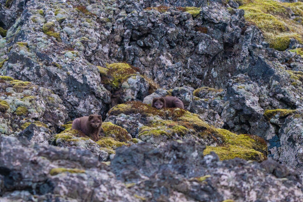 DPPhotography - Iceland - Arctic fox - E.jpg - Arctic fox - Skarðsvík Beach