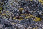 DPPhotography - Iceland - Arctic fox - D