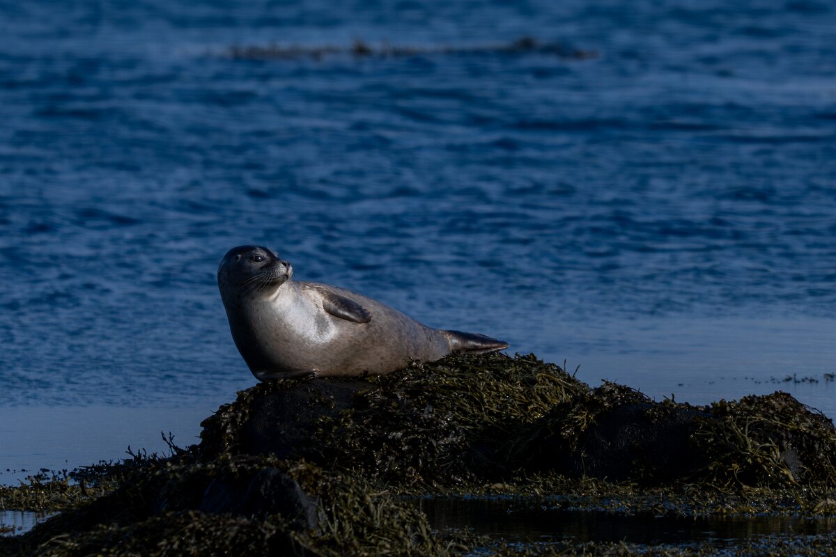 DPPhotography - Iceland - Harbour seal - B.jpg - Harbour seal - Álftanes--Hliðsnes
