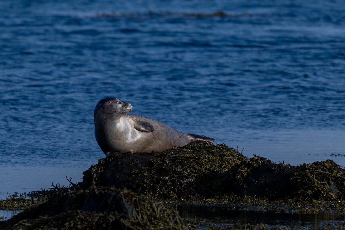 DPPhotography - Iceland - Harbour seal - C.jpg - Harbour seal - Álftanes--Hliðsnes