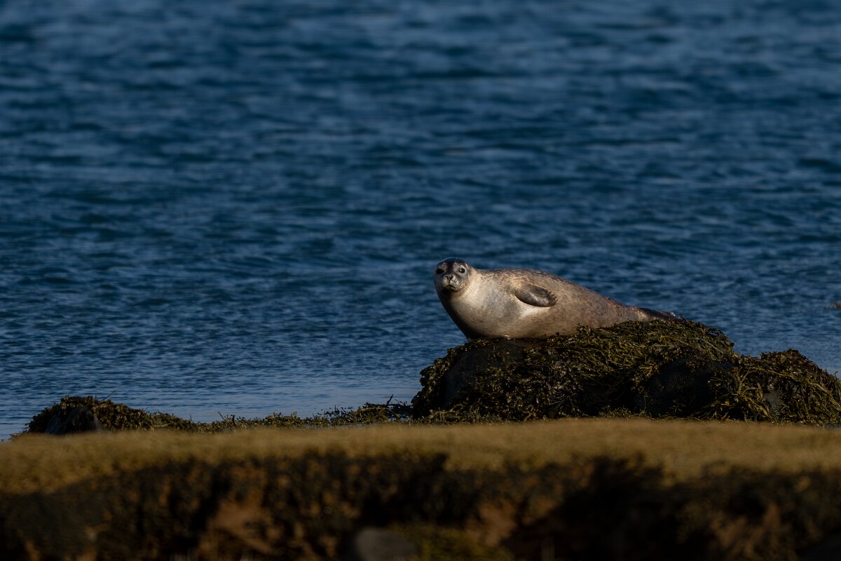 DPPhotography - Iceland - Harbour seal - E.jpg - Harbour seal - Álftanes--Hliðsnes
