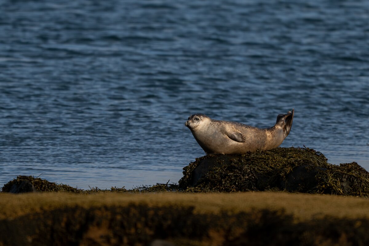 DPPhotography - Iceland - Harbour seal - F.jpg - Harbour seal - Álftanes--Hliðsnes