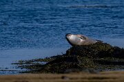 DPPhotography - Iceland - Harbour seal - A