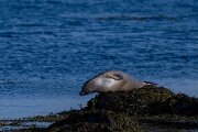 DPPhotography - Iceland - Harbour seal - D