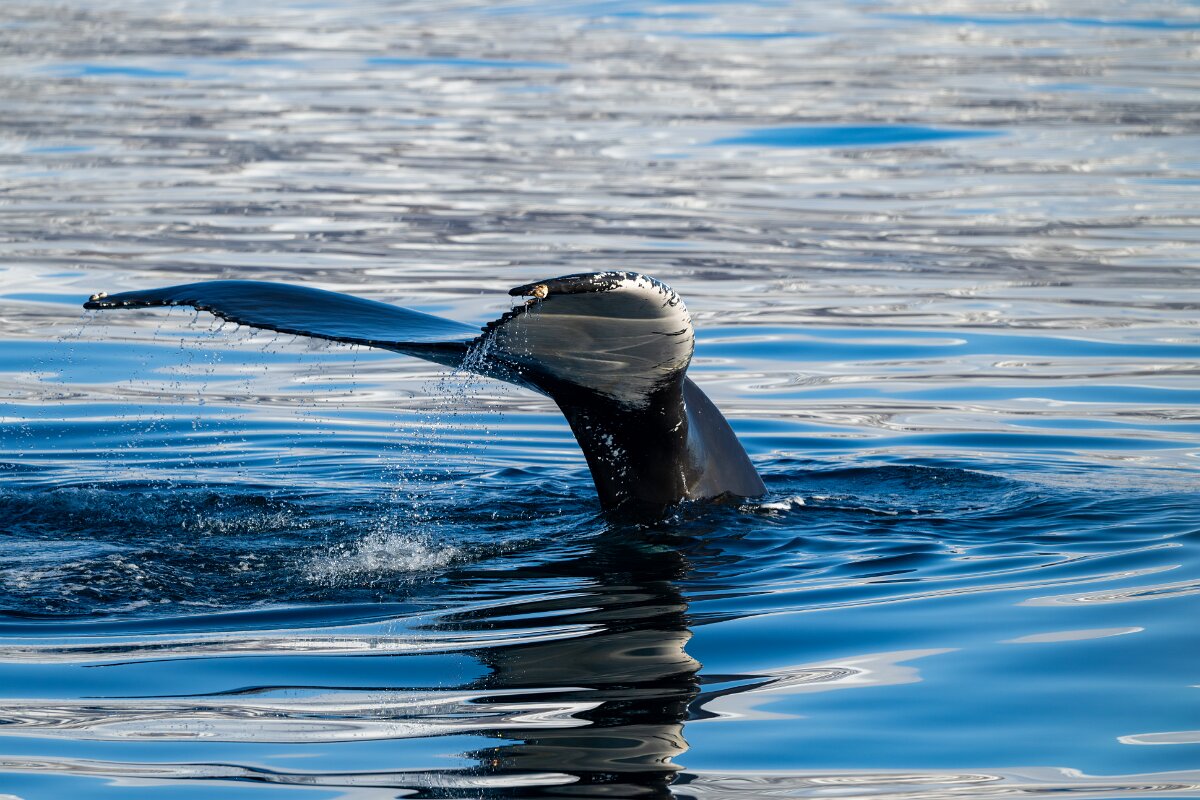 DPPhotography - Iceland - Humpback whale - A.jpg - Humpback whale - Eyjafjörður