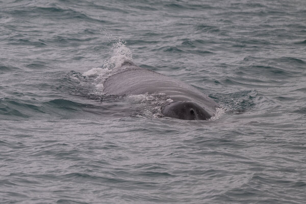 DPPhotography - Iceland - Humpback whale - AA.jpg - Humpback whale - Ólafsvík