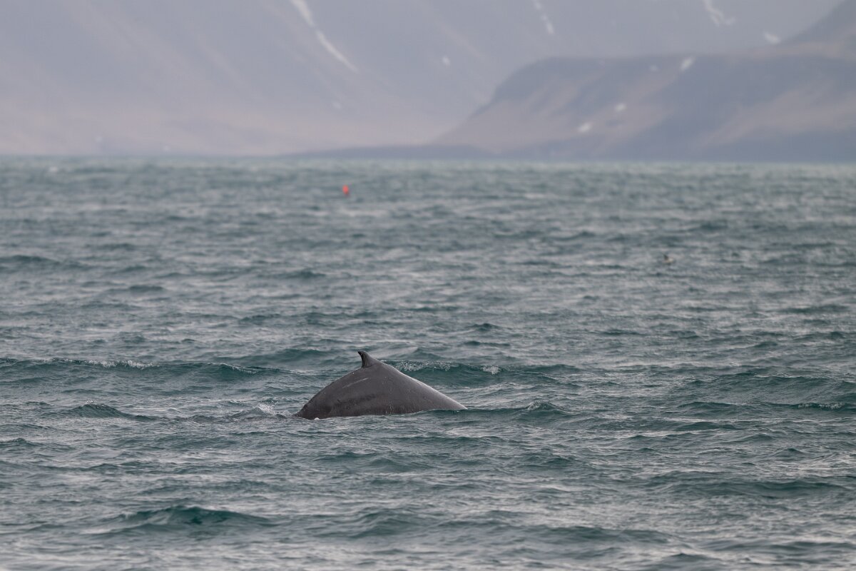 DPPhotography - Iceland - Humpback whale - AD.jpg - Humpback whale - Ólafsvík