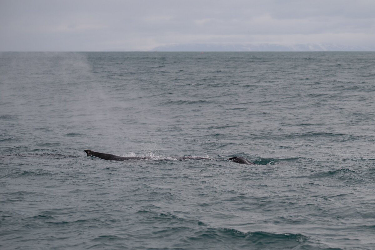 DPPhotography - Iceland - Humpback whale - AG.jpg - Humpback whale - Ólafsvík