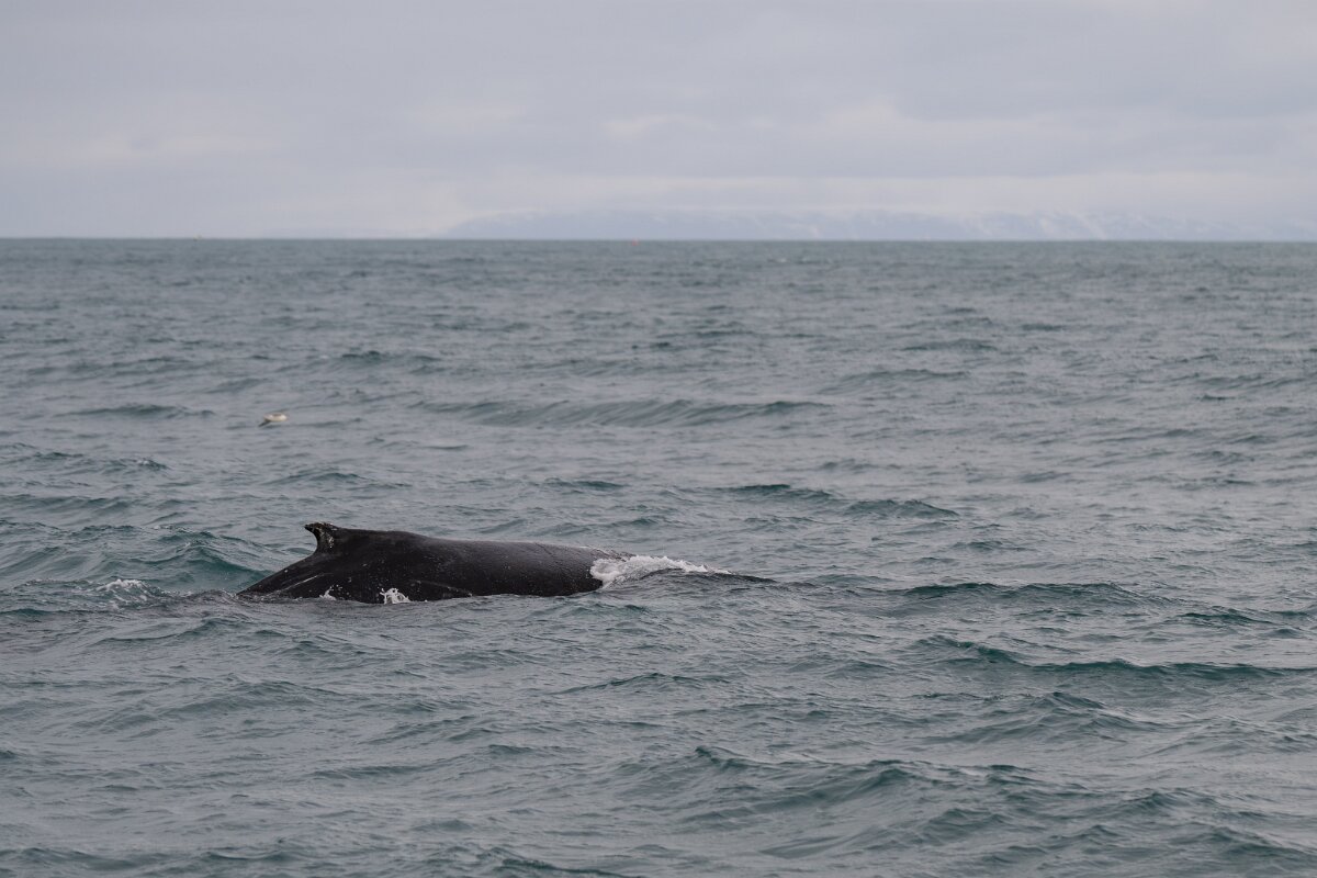 DPPhotography - Iceland - Humpback whale - AI.jpg - Humpback whale - Ólafsvík