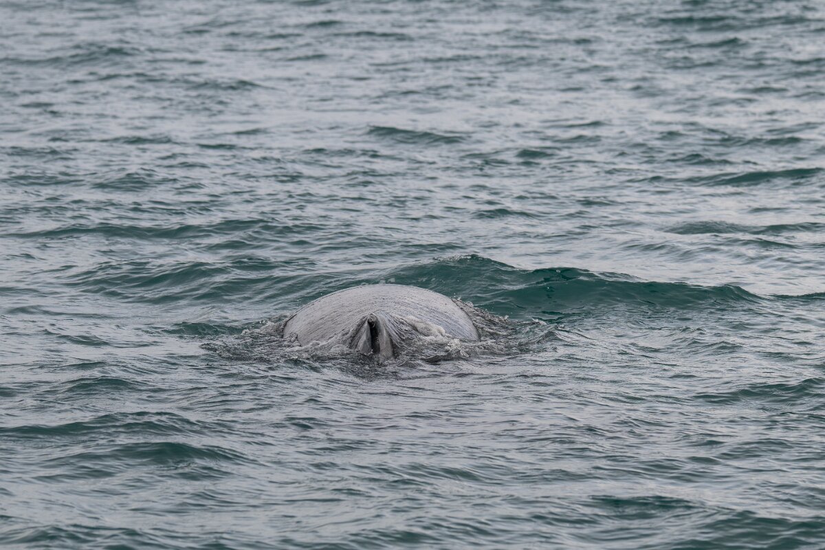 DPPhotography - Iceland - Humpback whale - AJ.jpg - Humpback whale - Ólafsvík