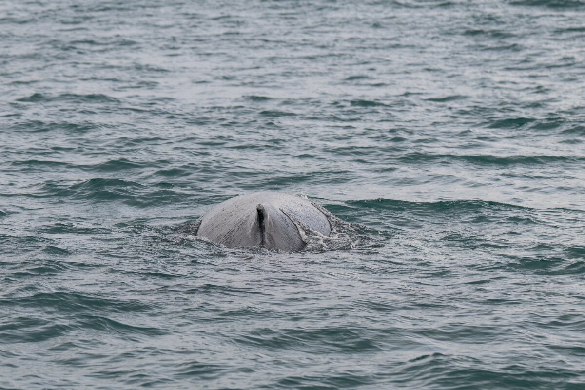 DPPhotography - Iceland - Humpback whale - AK.jpg - Humpback whale - Ólafsvík