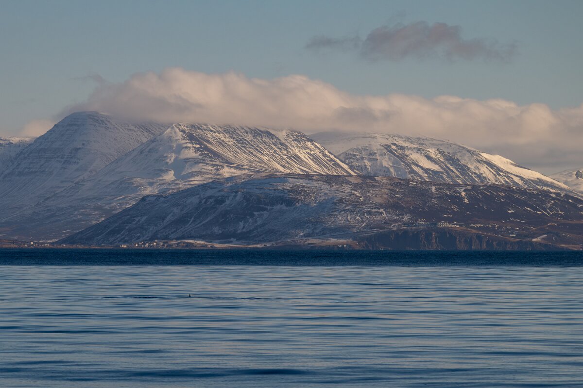 DPPhotography - Iceland - Humpback whale - D.jpg - Humpback whale - Eyjafjörður