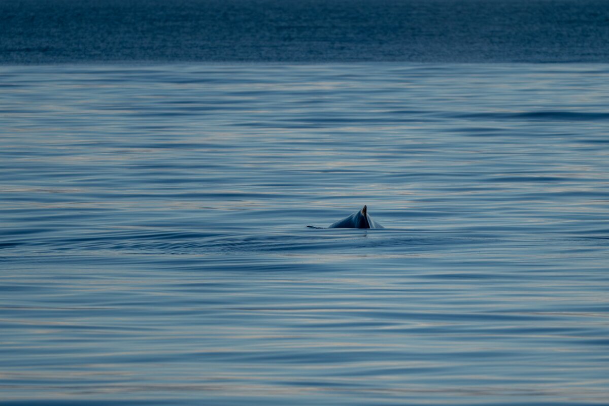 DPPhotography - Iceland - Humpback whale - E.jpg - Humpback whale - Eyjafjörður