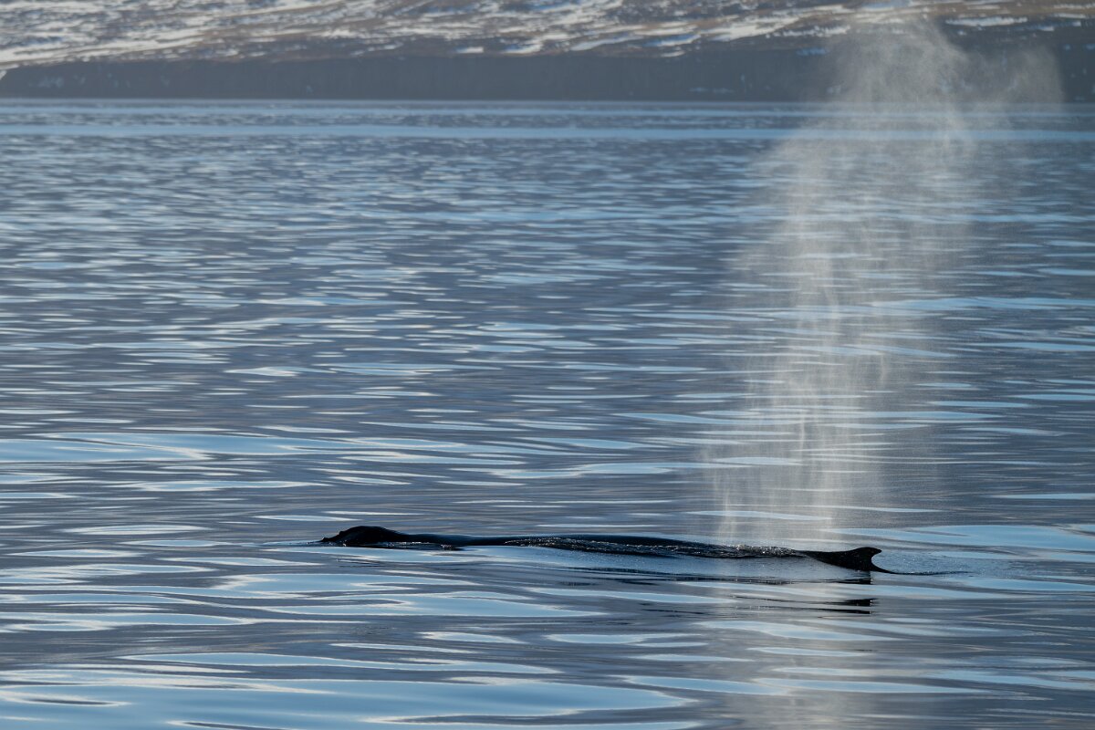 DPPhotography - Iceland - Humpback whale - F.jpg - Humpback whale - Eyjafjörður