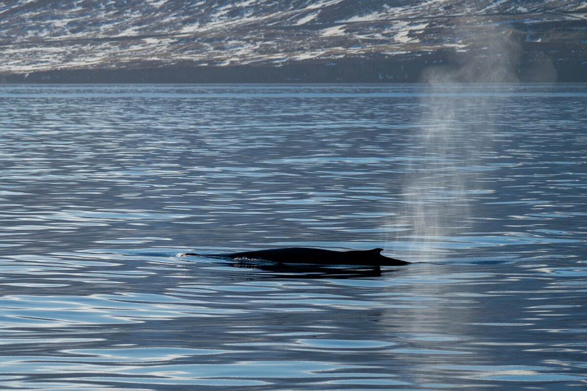 DPPhotography - Iceland - Humpback whale - G.jpg - Humpback whale - Eyjafjörður