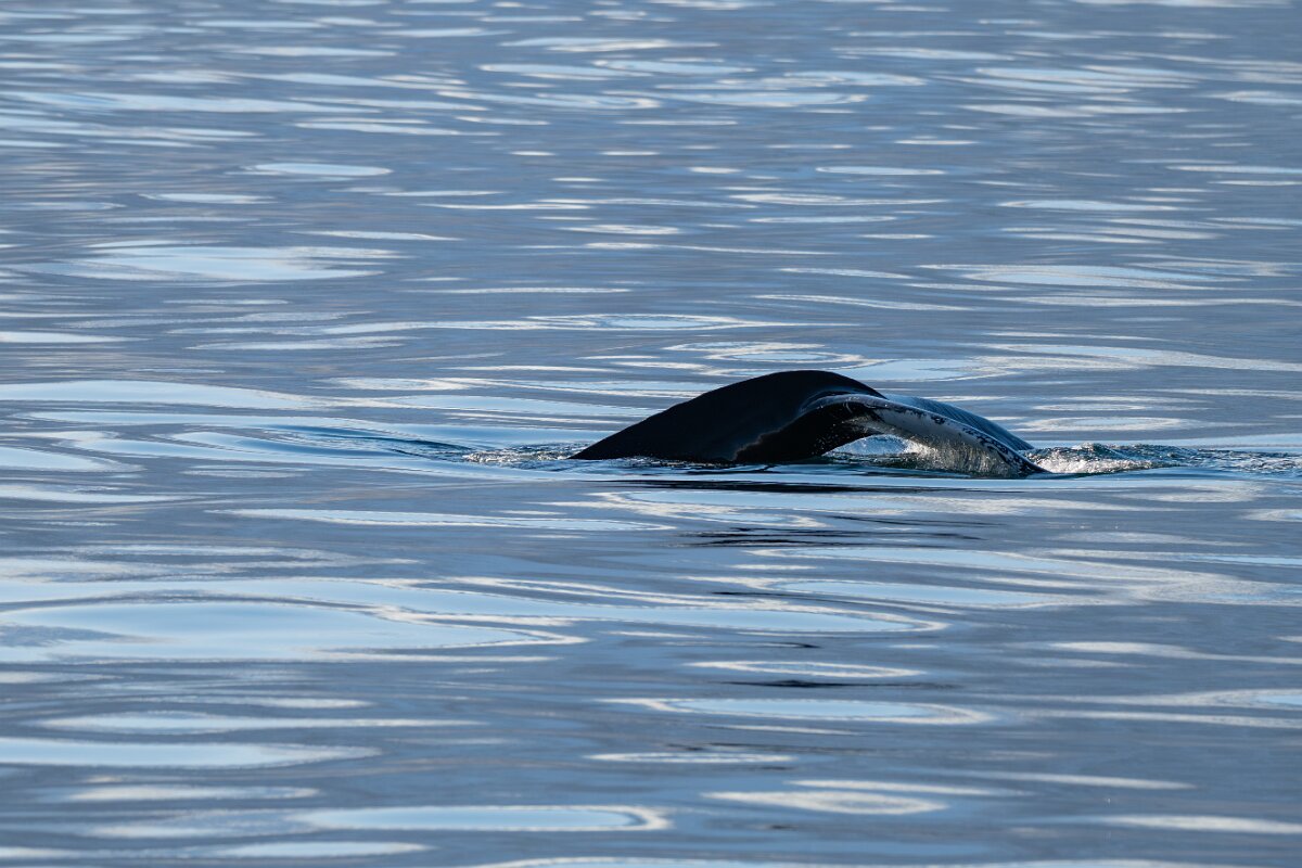 DPPhotography - Iceland - Humpback whale - I.jpg - Humpback whale - Eyjafjörður