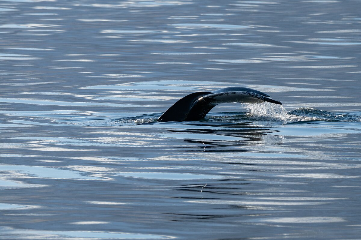 DPPhotography - Iceland - Humpback whale - J.jpg - Humpback whale - Eyjafjörður