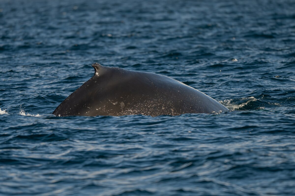 DPPhotography - Iceland - Humpback whale - L.jpg - Humpback whale - Eyjafjörður