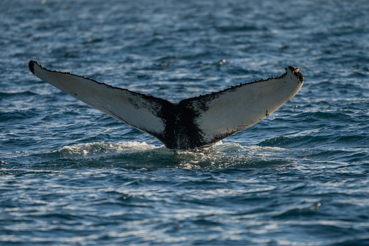 DPPhotography - Iceland - Humpback whale - P.jpg - Humpback whale - Eyjafjörður
