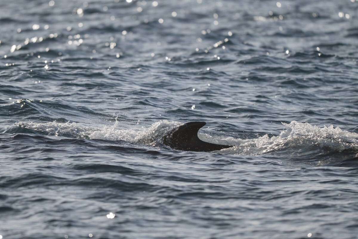 DPPhotography - Iceland - Humpback whale - Q.jpg - Humpback whale - Eyjafjörður