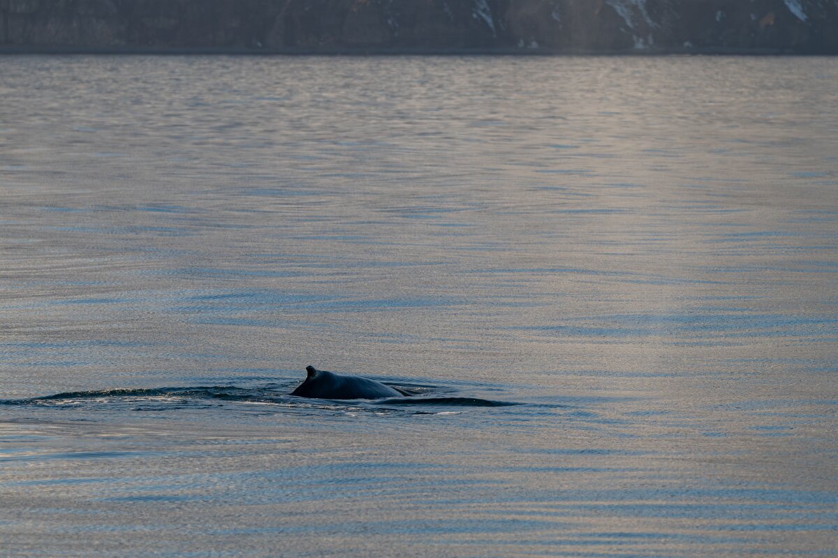 DPPhotography - Iceland - Humpback whale - S.jpg - Humpback whale - Eyjafjörður