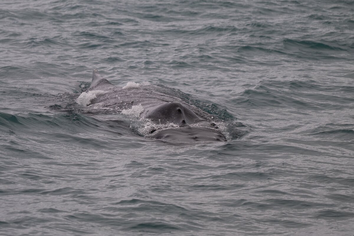 DPPhotography - Iceland - Humpback whale - Z.jpg - Humpback whale - Ólafsvík