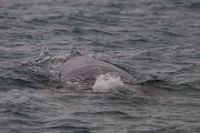 DPPhotography - Iceland - Humpback whale - AB