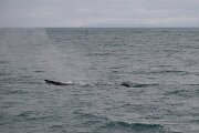 DPPhotography - Iceland - Humpback whale - AG