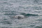DPPhotography - Iceland - Humpback whale - AJ