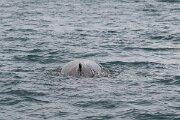 DPPhotography - Iceland - Humpback whale - AK