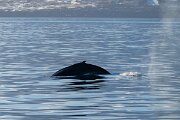 DPPhotography - Iceland - Humpback whale - H