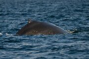 DPPhotography - Iceland - Humpback whale - L