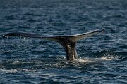 DPPhotography - Iceland - Humpback whale - O